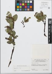 Foto von Salix glabra Scop.
